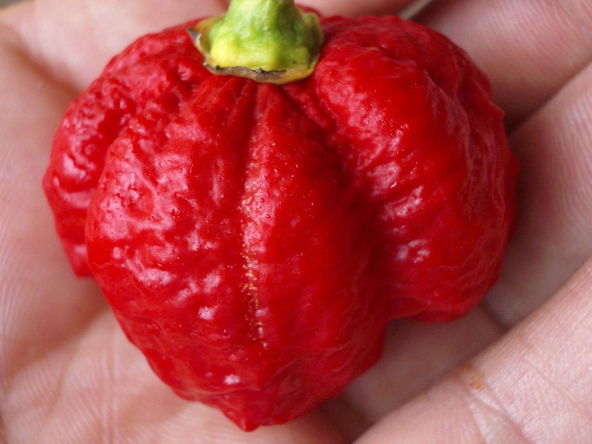 Elzusha - Trinidad Scorpion Moraga Peper Zaden 25 Stuks