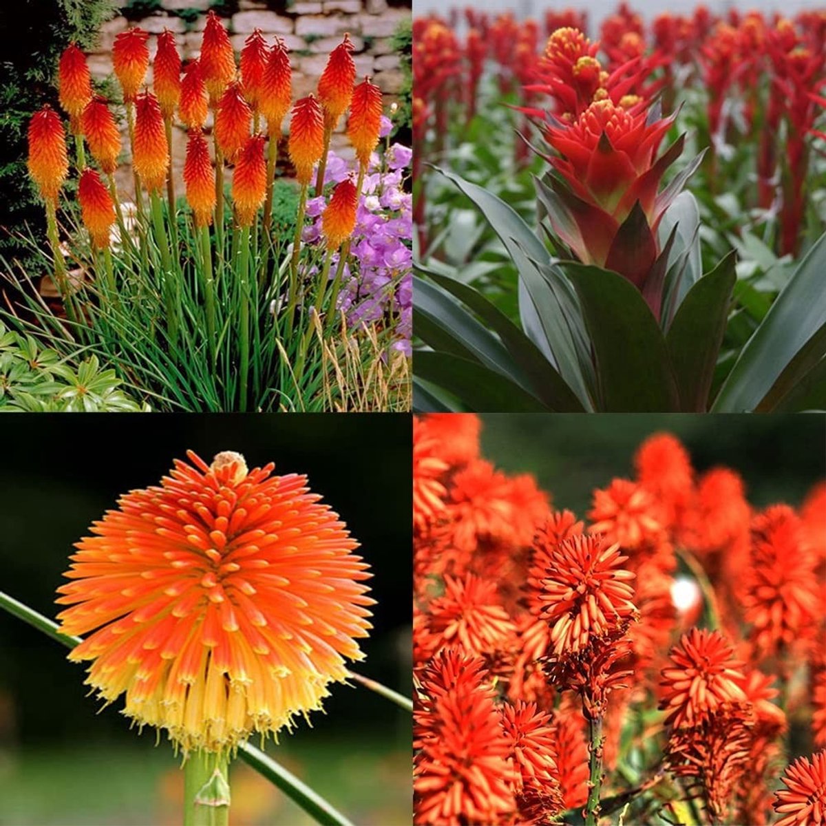 Elzusha - 100 Mix Zaden van Kniphofia Uvaria
