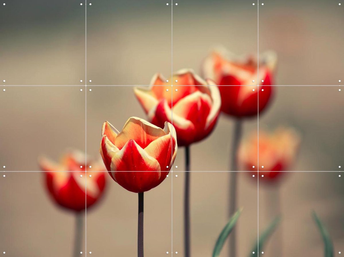 IXXI Dancing Tulips, Claire Droppert - 80 x 60 cm - Gratis ophangtool - Grote wanddecoratie en posters - Fotografie, Woonkamer, Slaapkamer, Gang