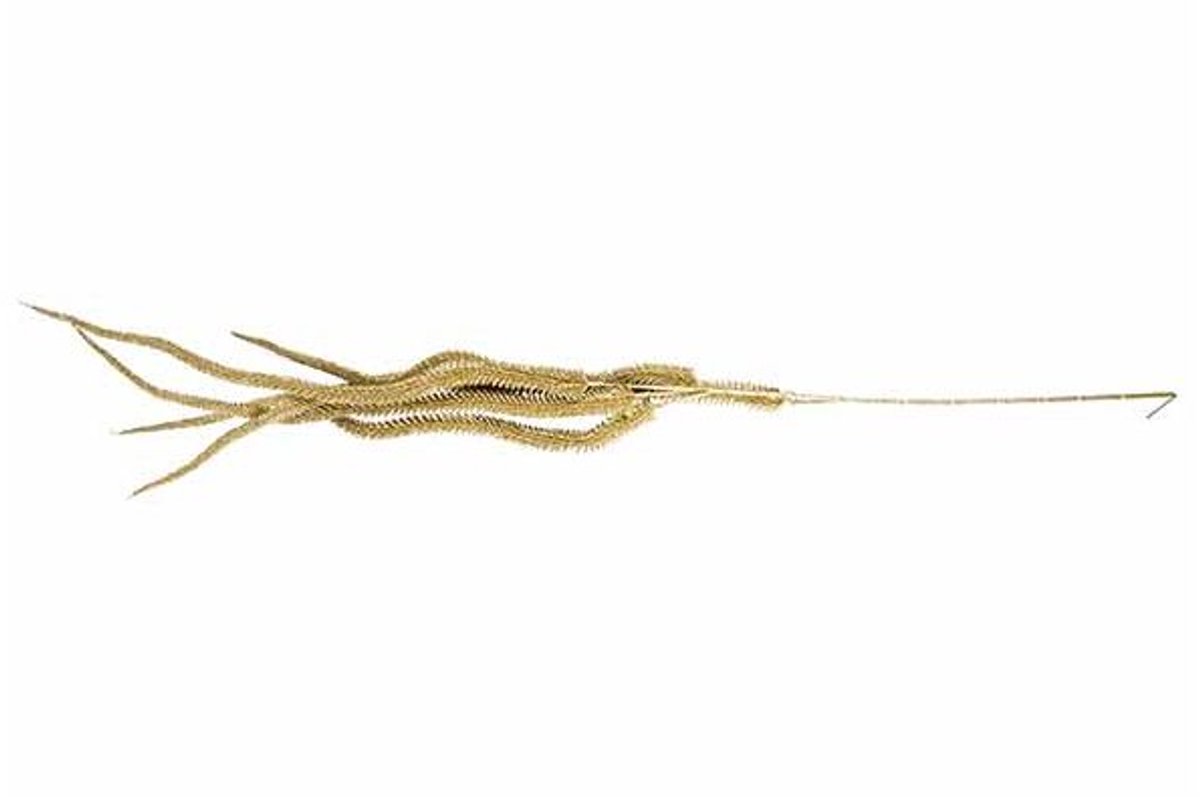 Decotak Cat Tails Goud 6x5xh140cm Kunsts Tof