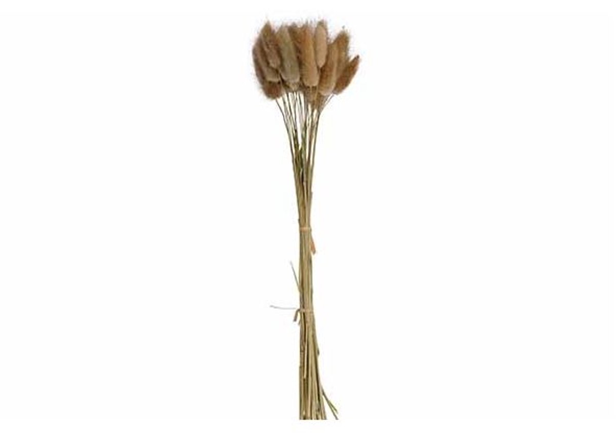 Boeket Cat Tails Natuur 10x10xh60cm Kraft Paper Bag