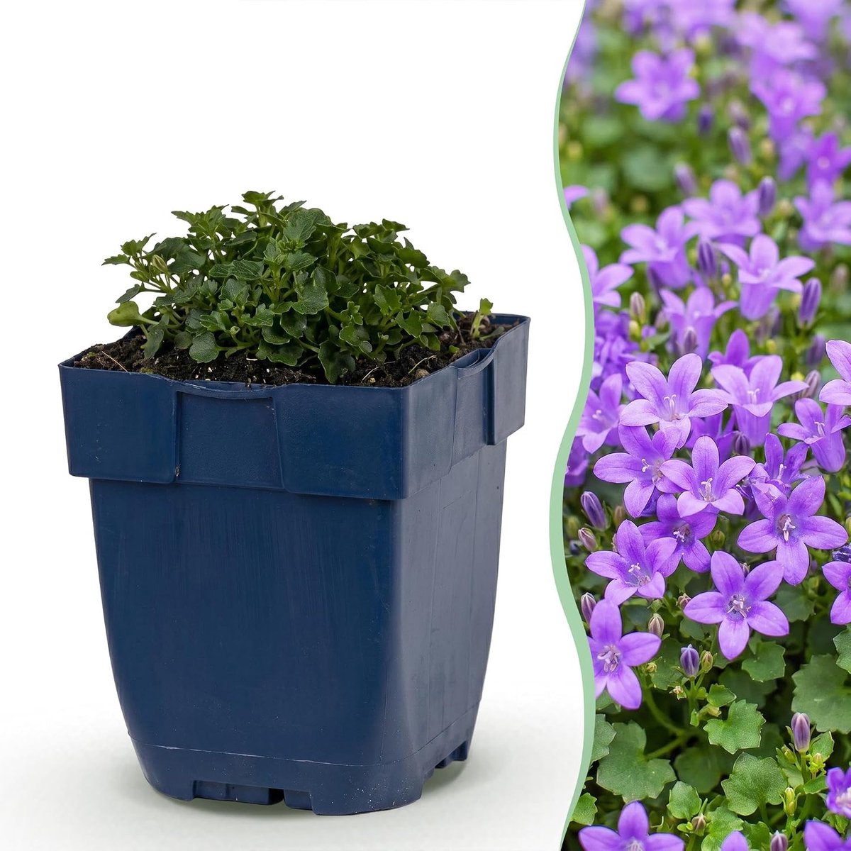 Vasteplant Klokjesbloem - Bodembedekker Tuinplant - Balkon Terras - Overvloedige Bloei - Pot 11cm 24 Stuks - Roze Paars