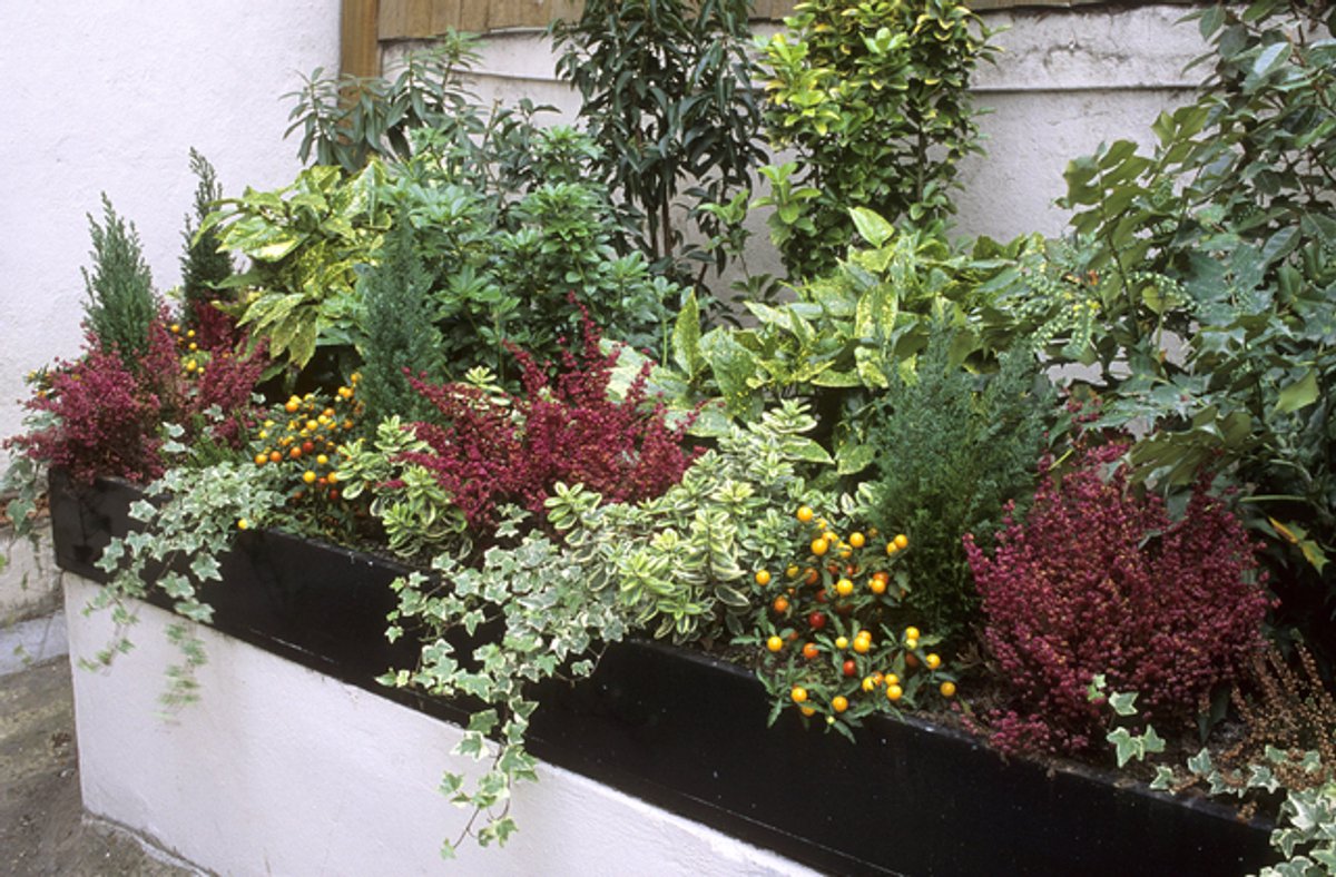 Tuinborder Wintergroene Border Modeste Herwig (28 planten) - Bodembedekkers - Geurend - Groenblijvend - Klimplant - Vaste planten - Winterbloeiers