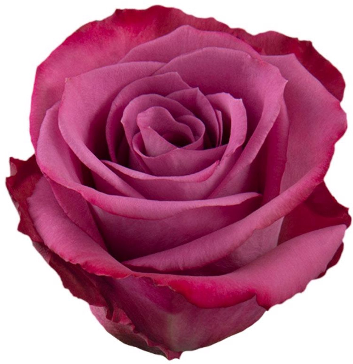 25x Rosa piacere 60cm