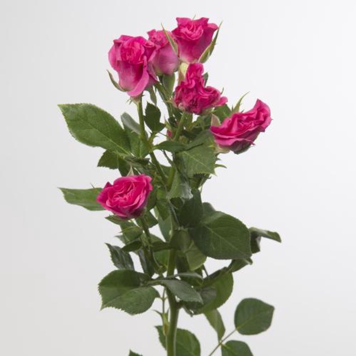 10x Rosa lianne 60cm