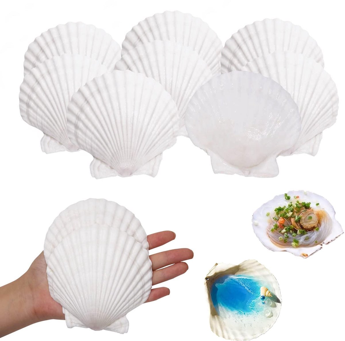 Dailygoods- Sint-Jakobsschelp 10 Stuks - Decoratie Schelpen - Natuurlijke Clam - Aquariumdecoratie - Thuisdecor - Tropisch Thema - Decoratieschelpen