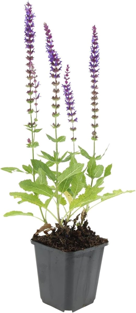 - Salvia Nemorosa 'Ostfriesland' - 6 stuks - Salie - Winterhard - Hoogte 10-25cm - Potmaat Ø9cm