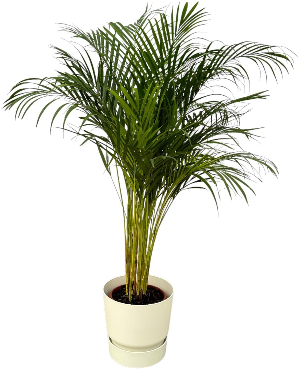 Areca palm - ↨130cm - Ø24cm inclusief elho Greenville Round wit D30xH28