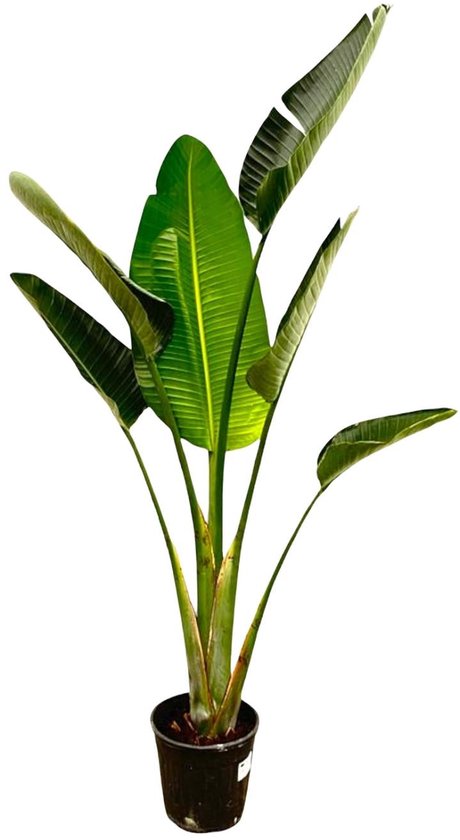 Strelitzia Augusta - 180cm - ⌀24-27cm