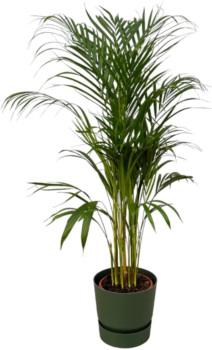 Areca palm - ↨110cm - Ø21cm inclusief elho Greenville Round groen D24xH23