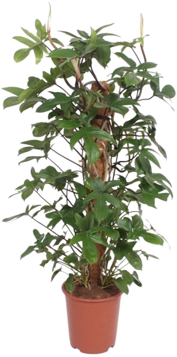 Philodendron Pedatum - Ø27cm - 130cm