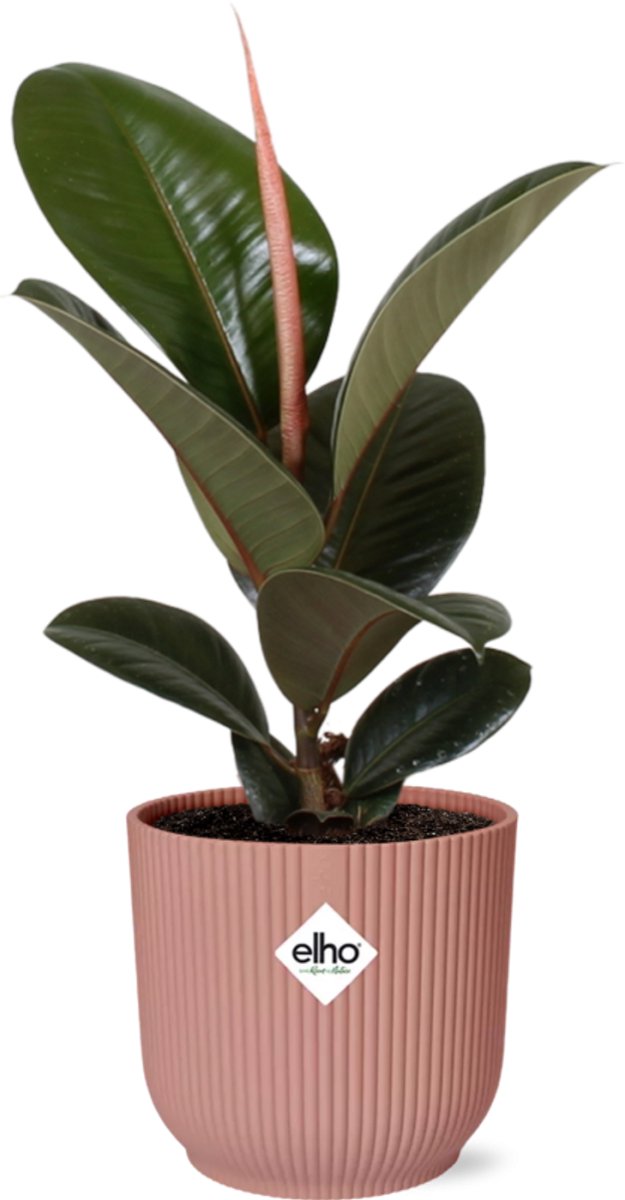 Ficus Elastica ‘Robusta’ in ELHO Vibes Fold 14cm roze
