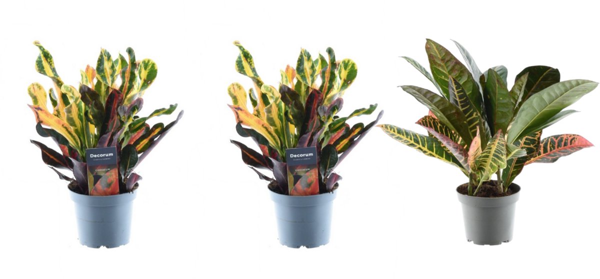 3x Croton Codiaeum mix - 30 cm - ø12