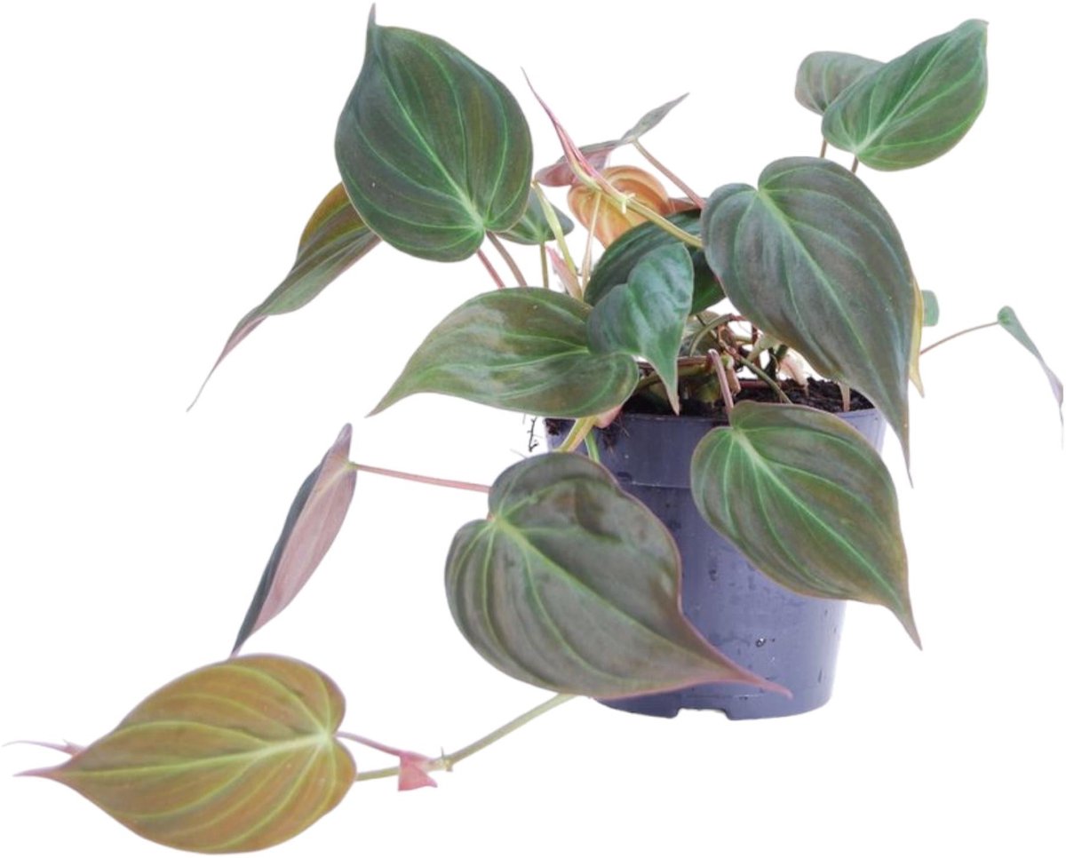 Philodendron scandens 'Micans' - 20 cm - ø12