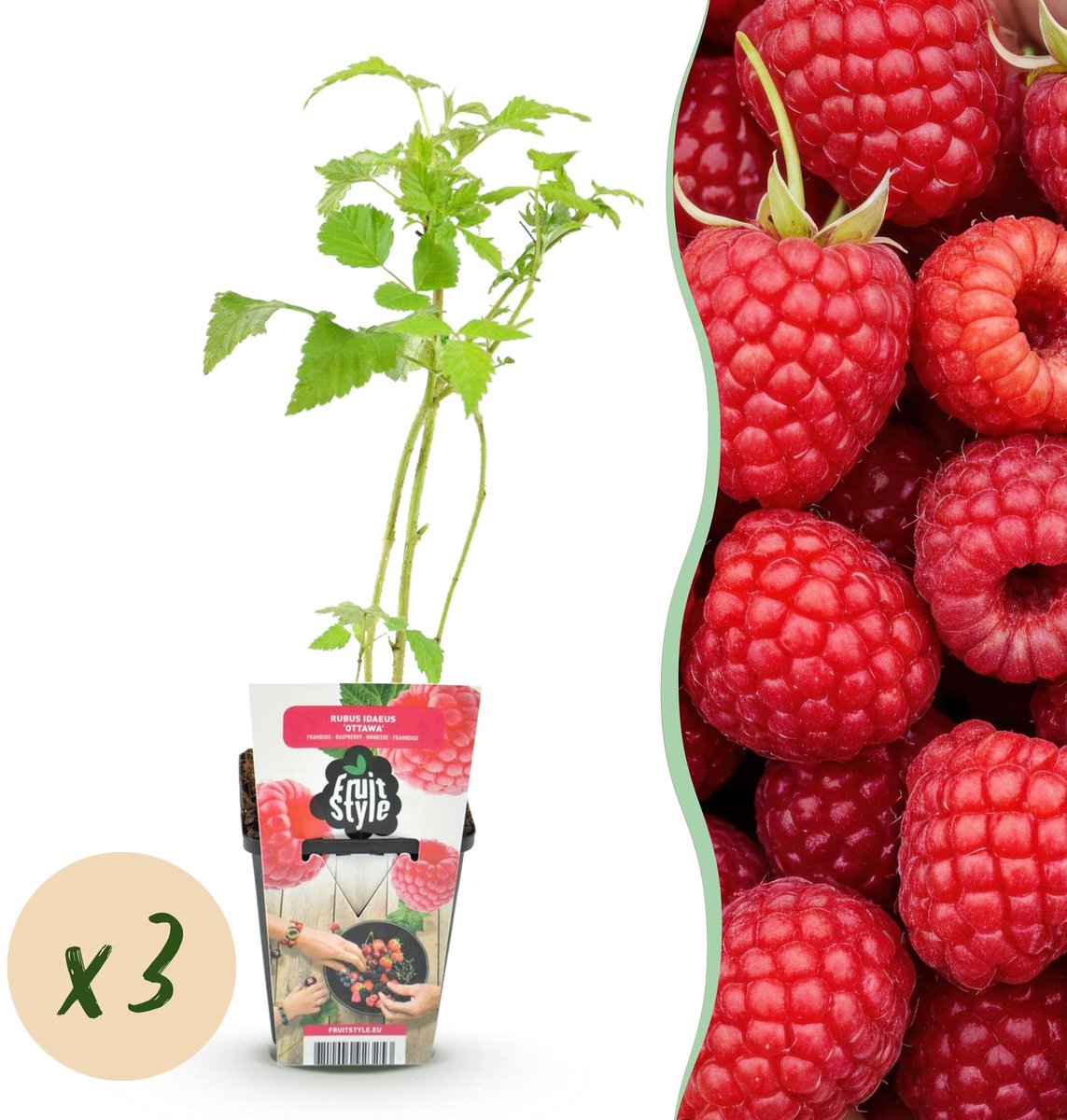 Fruitplanten - Framboos - Rubus idaeus Ottawa - Winterhard - 3 Planten - Pot 9 cm - Rode Framboos
