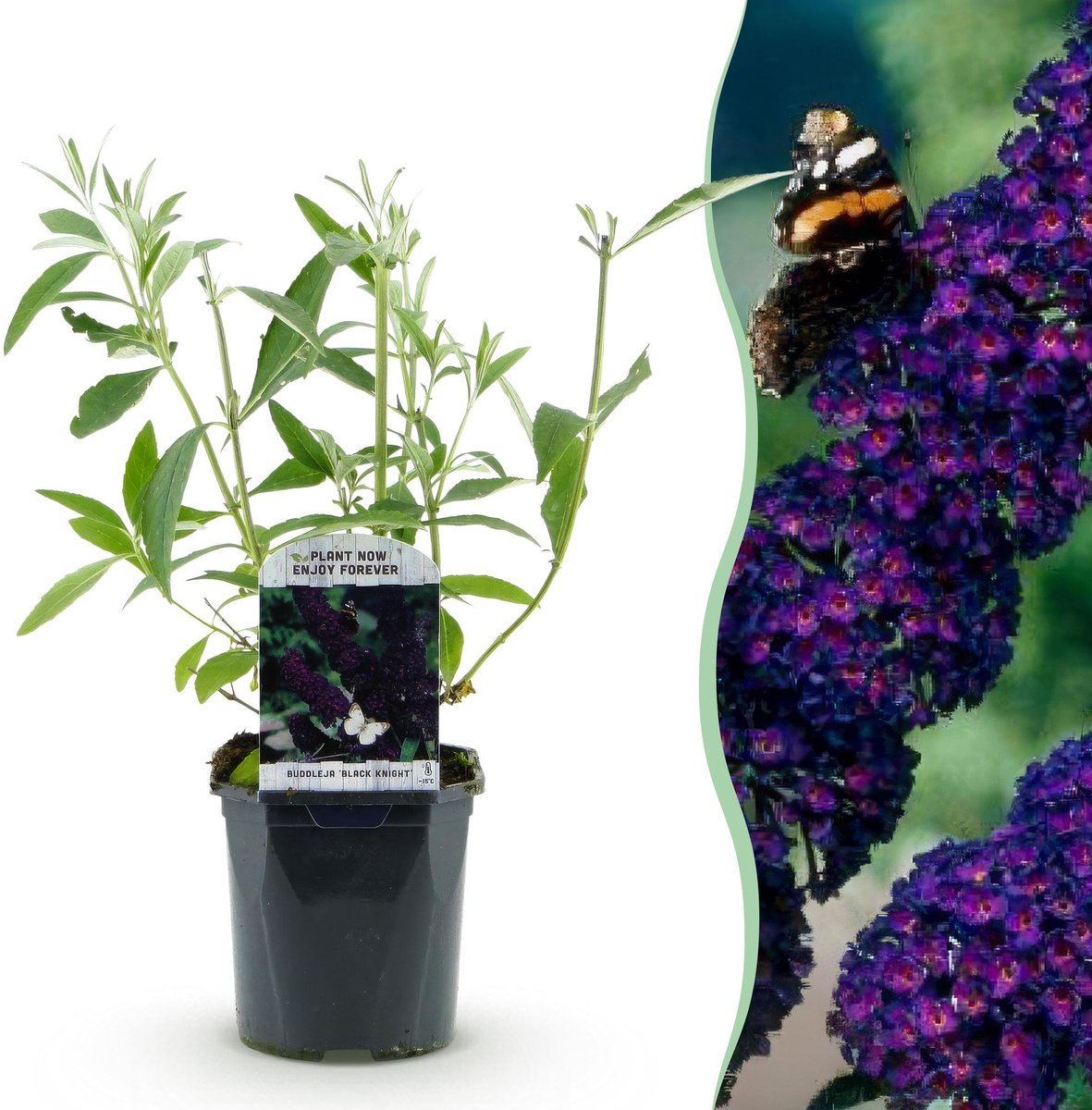 Tuinplant - Buddleja davidii Black Night - Vlinderstruik - Winterhard - Paars - 1 Plant - Pot 17cm - Hoogte 45cm