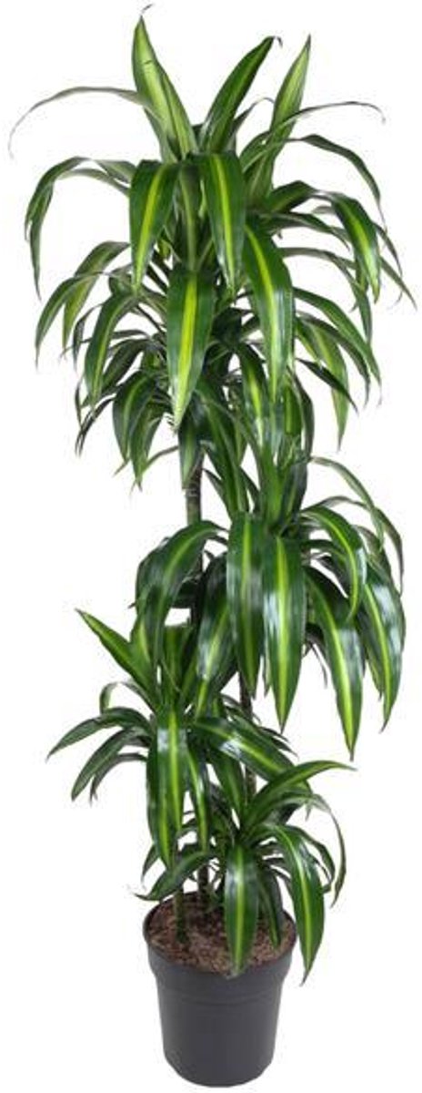 Dracaena Hawaiian Sunshine - 150cm