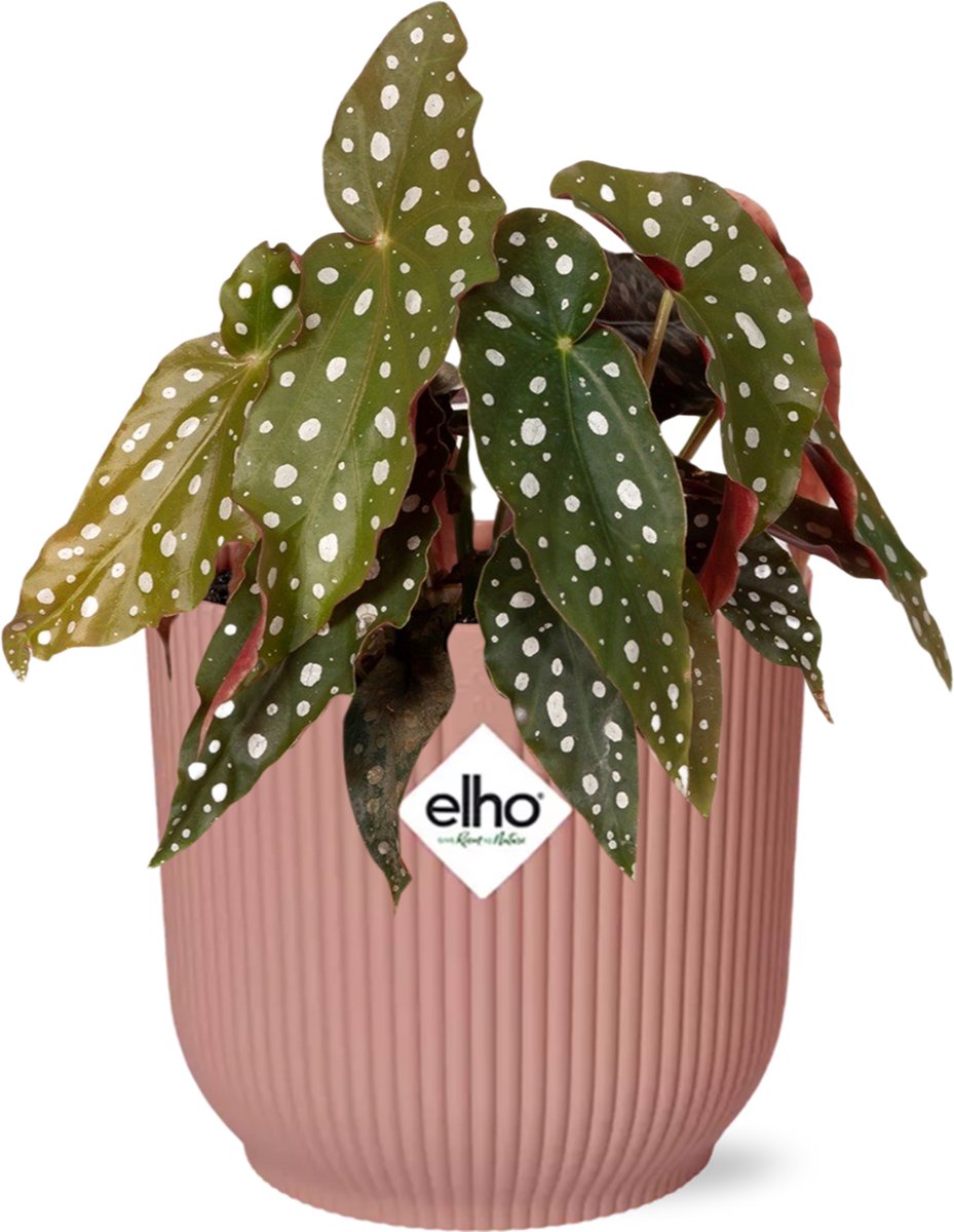 Begonia Maculata + ELHO Vibes Fold 14cm roze