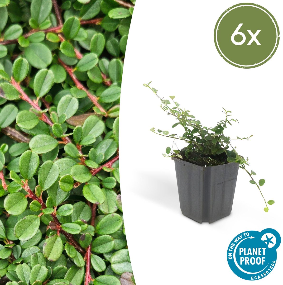 6x Cotoneaster pr. 'Streib's Findling' - 10-25cm - Ø9cm