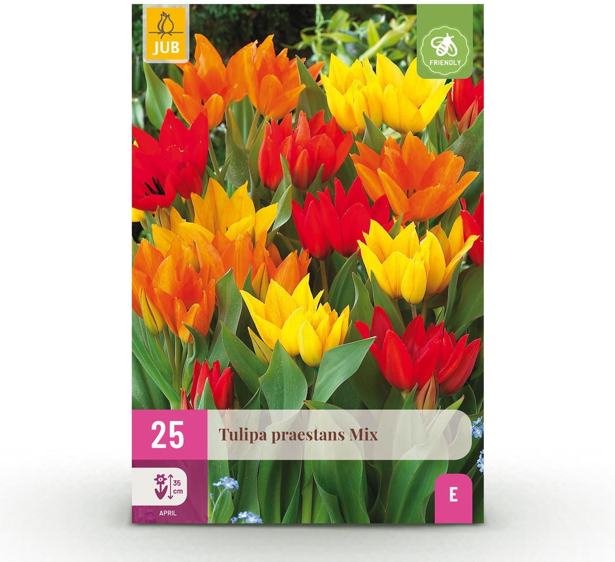 Bloembollen - Tulp Praestans mix - Diversen Kleuren - 25 stuks - Bolmaat 8/9 - XXL Pack