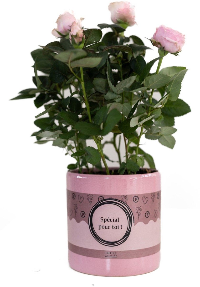 Rosa Light Pink In P&PURE SPECIAL POUR TOI Verpakking - Ø12cm - 30cm
