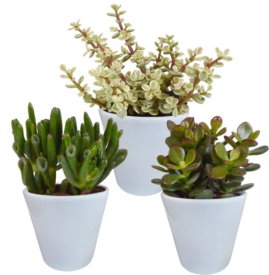 Crassula mix 8.5 cm - 3x - in witte pot