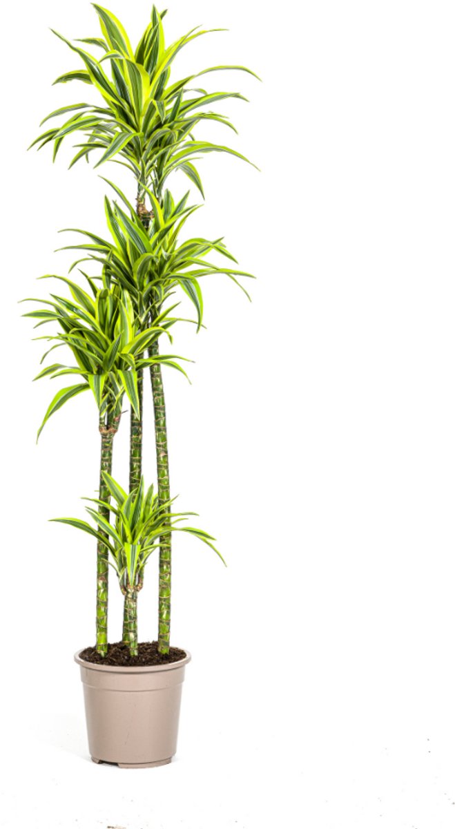 Dracaena Deremensis Lemon Lime Ø27cm - 170 - 190cm