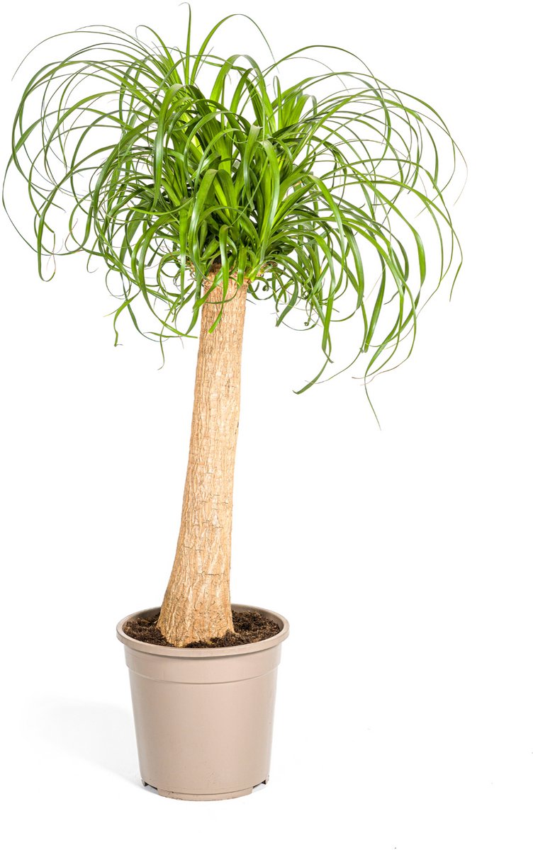 Beaucarnea Recurvata Stam Ø24cm - 80 - 100cm