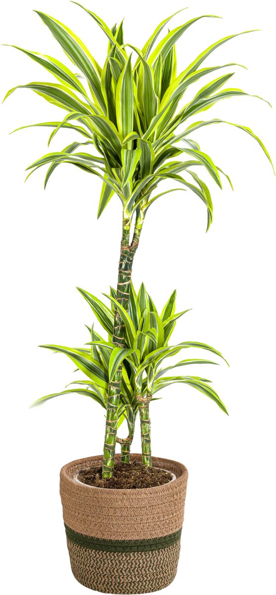Dracaena Deremensis Lemon Lime met mand Ø21cm - 90 - 110cm