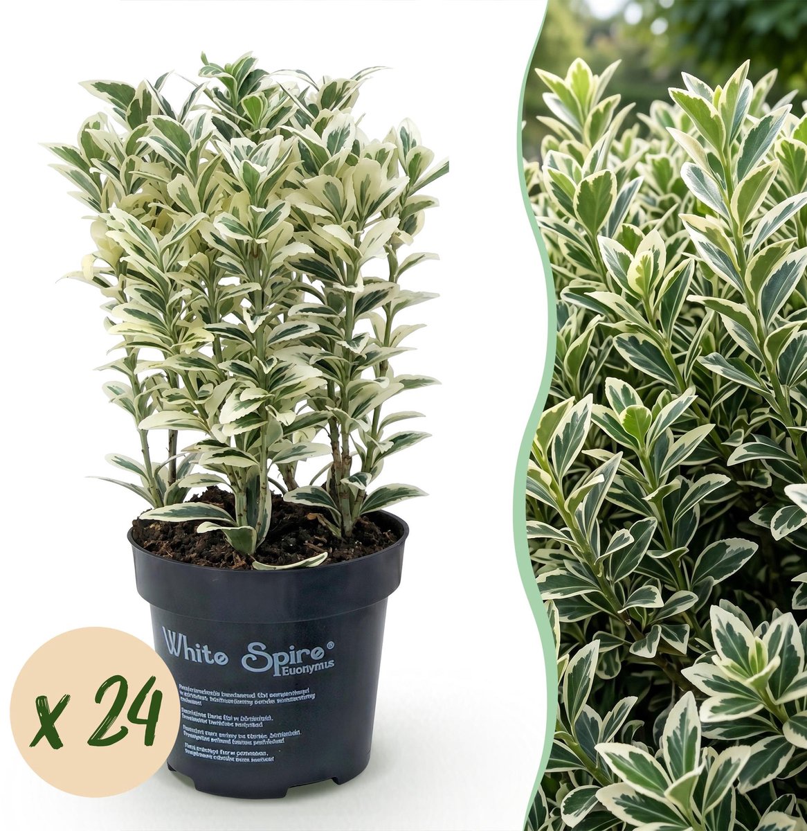 24x Euonymus japonicus White Spire - Kardinaalsmuts - Haagplanten - Groenblijvend - Wit - Groen - Pot 9cm - Hoogte 20-30cm