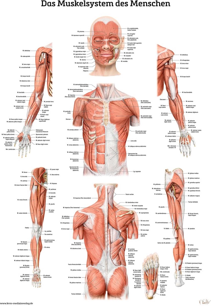 Muskelsystem des Menschen: Lernposter der menschlichen Anatomie