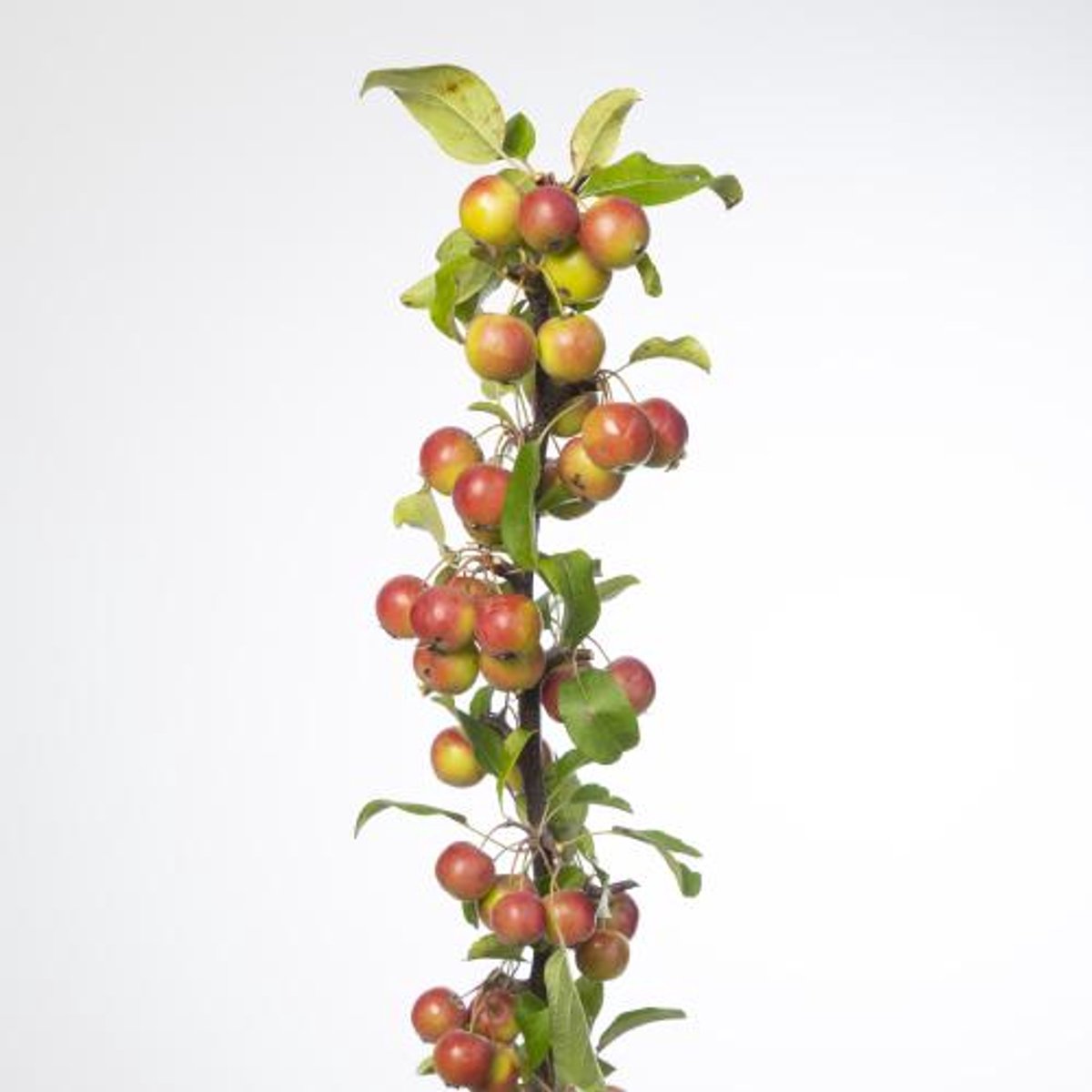 10x Tk appeltak red sentinel 60cm