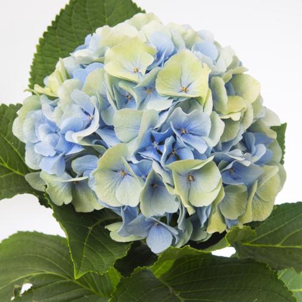 10x Hydr.verena blauw classic 80cm