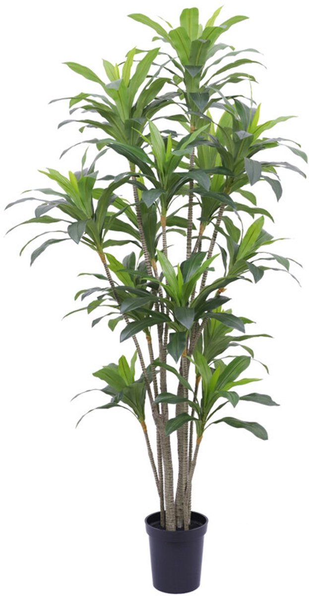 Kunstboom Dracaena real touch 250cm