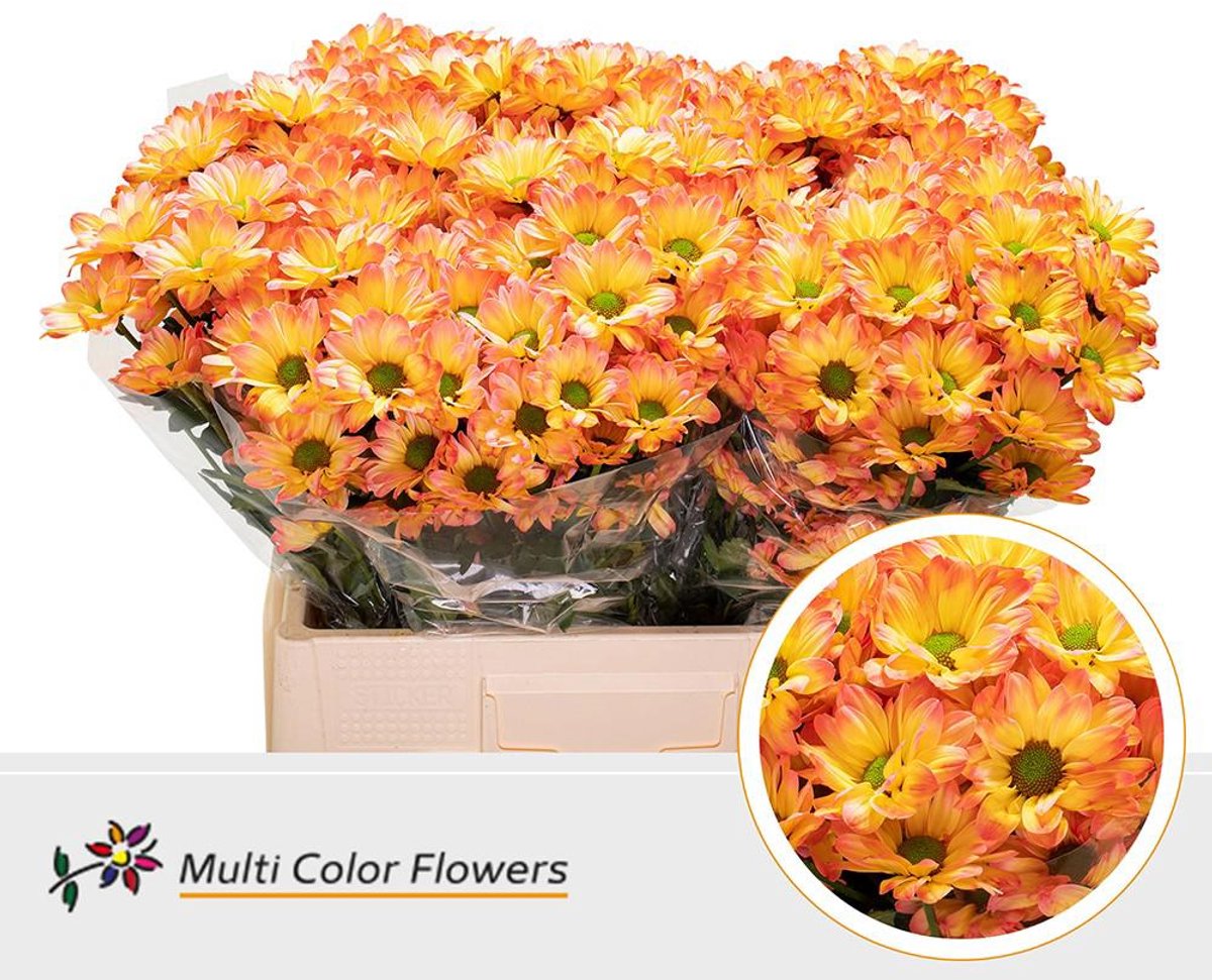 10x Chrysant overig 60cm