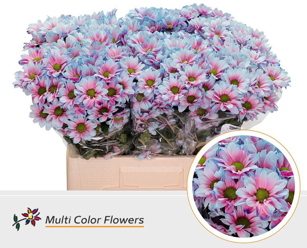 10x Chrysant overig 60cm