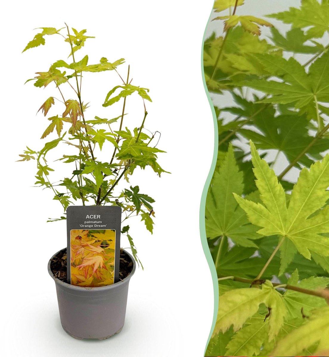 Elzusha - Ahorn Acer Palmatum Orange Dream Planten 12 cm
