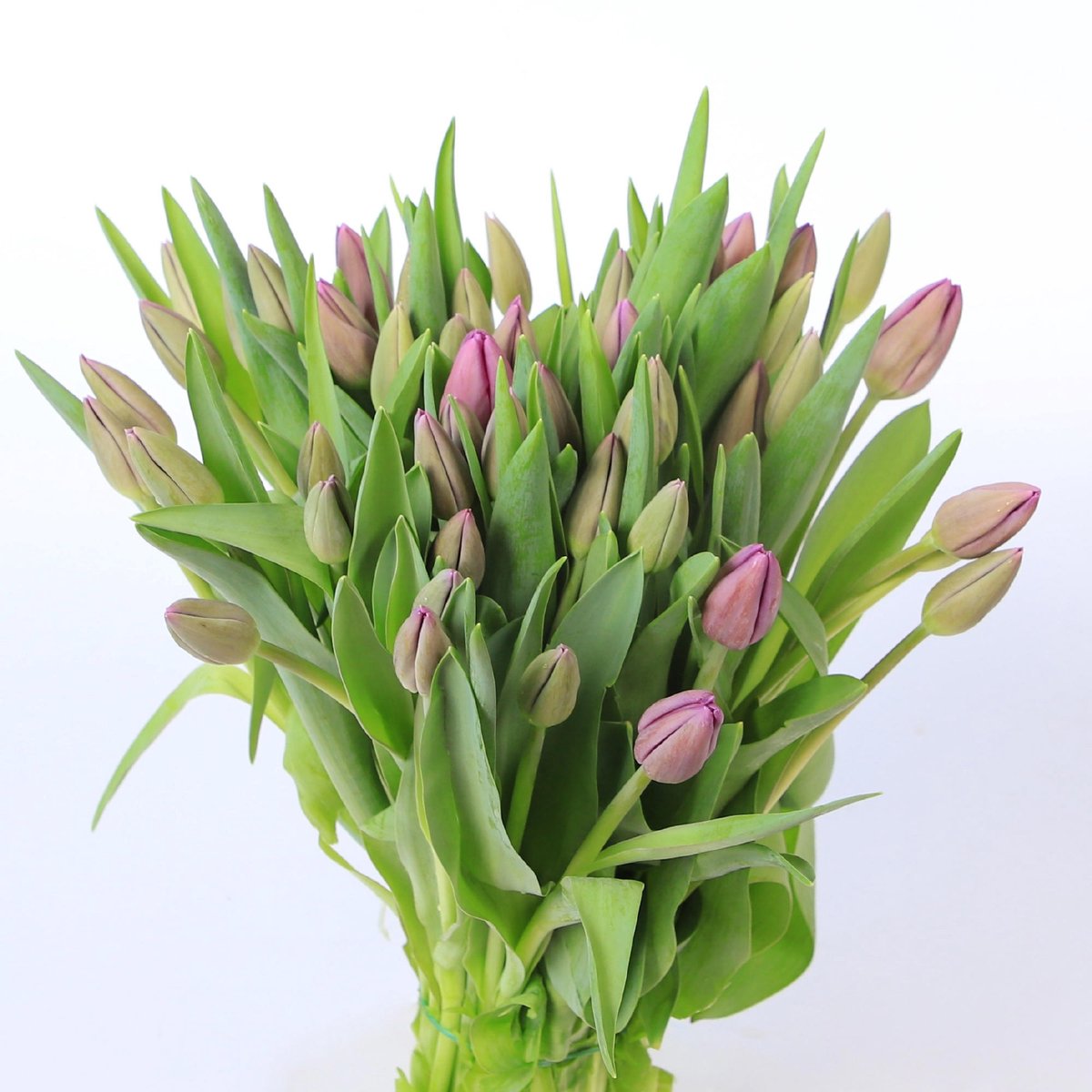 50x Tulipa bullit en 40cm
