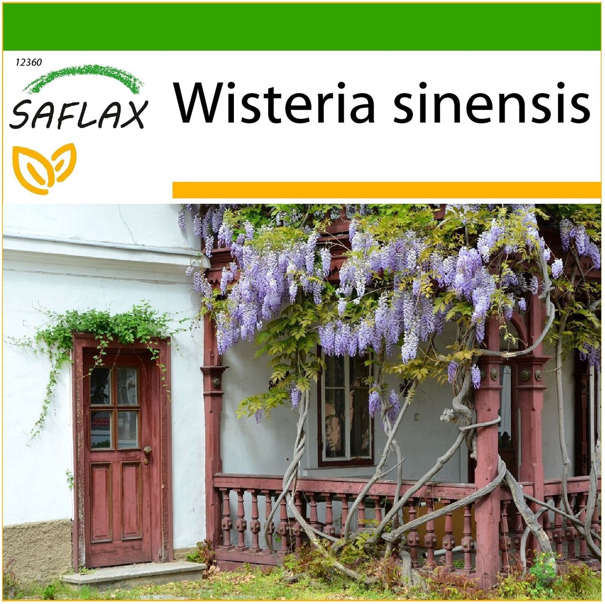 Elzusha - Wisteria - 4 Zaden met Potgrond voor Betere Groei - Wisteria sinensis