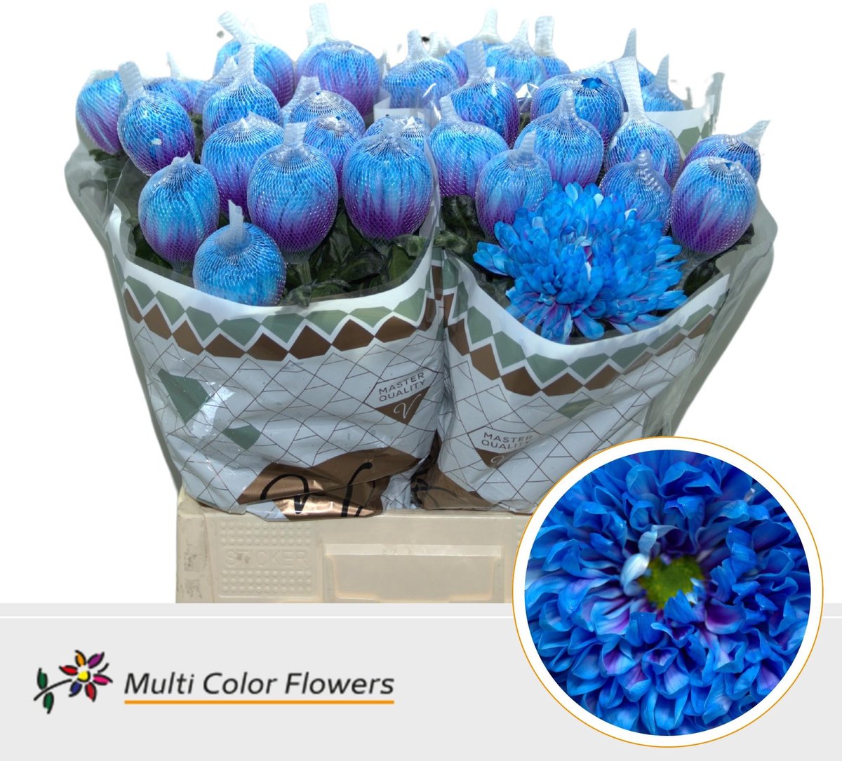 10x Chrysant antonov blue lagoon 70cm