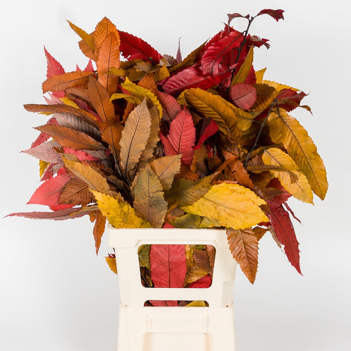 5x Dc kastanjeblad herfst gestabiliseerd 70cm