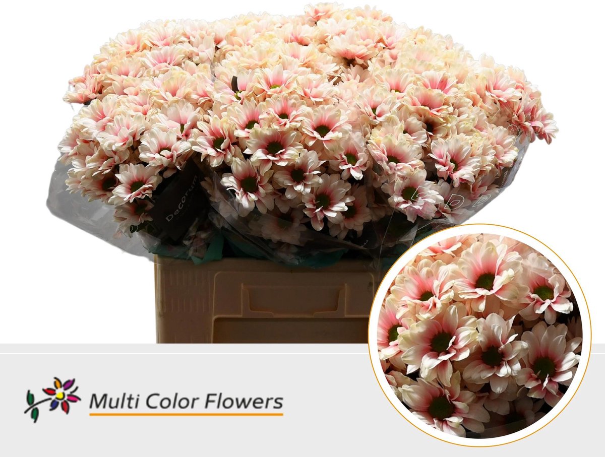 10x Chrysant overig 60cm