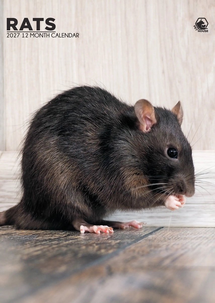 Ratten A3 Kalender 2027