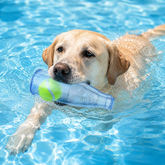Labrador zwemt met blauwe fles met bal in zijn bek.