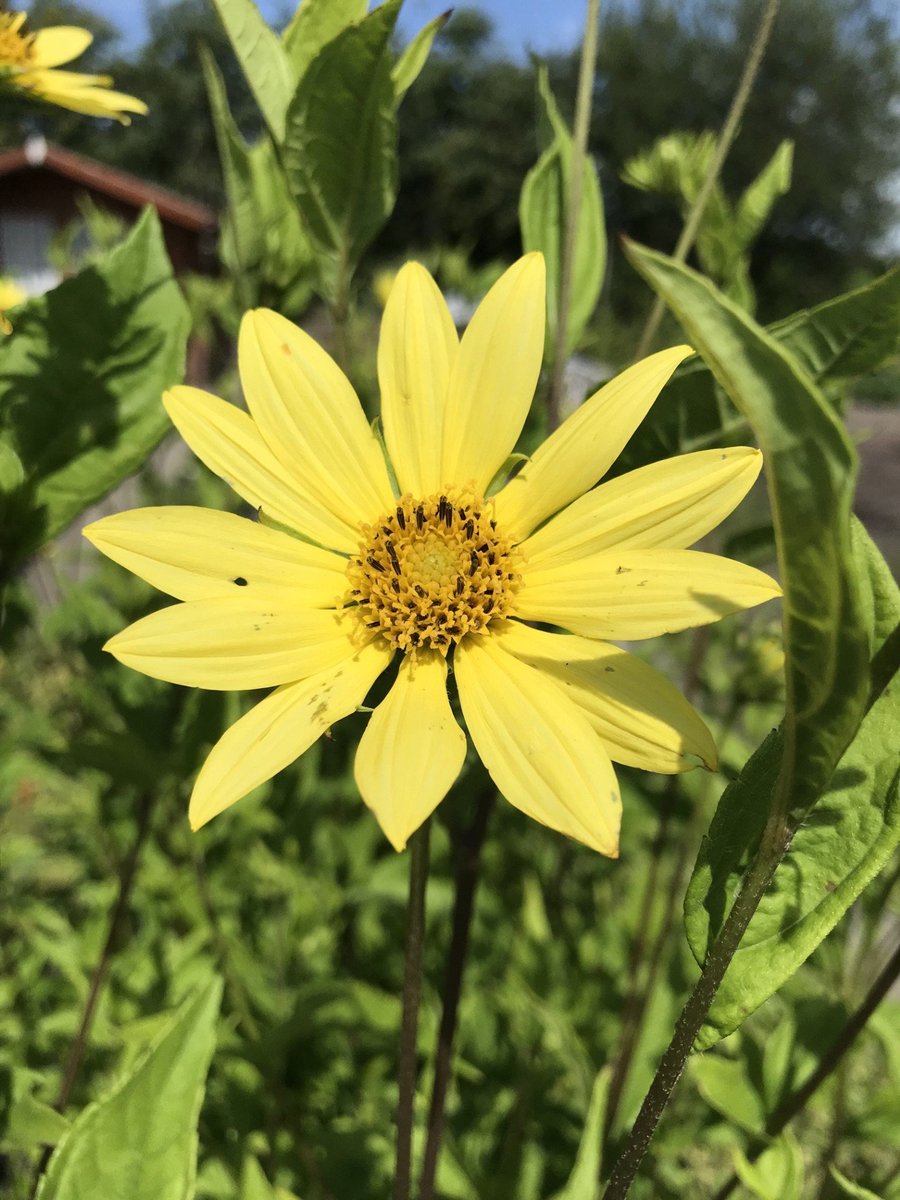 6x Helianthus 'Lemon Queen' - Zonnebloem - P9 Pot (9 x 9cm) - Dima Vaste Planten
