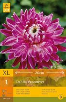 2 stuks Jub 1 Dahlia Vancouver