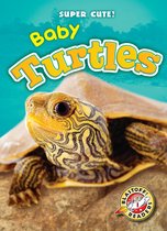 Super Cute! - Baby Turtles