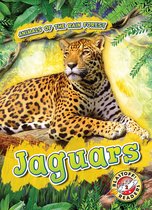 Animals of the Rain Forest - Jaguars
