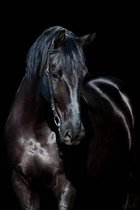Black Horse (200 Page Lined Journal)