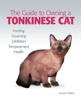 Guide to Owning a Tonkinese Cat